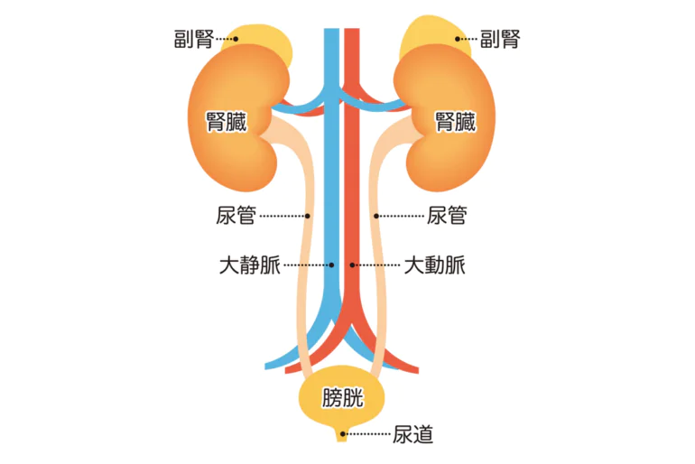 腎臓